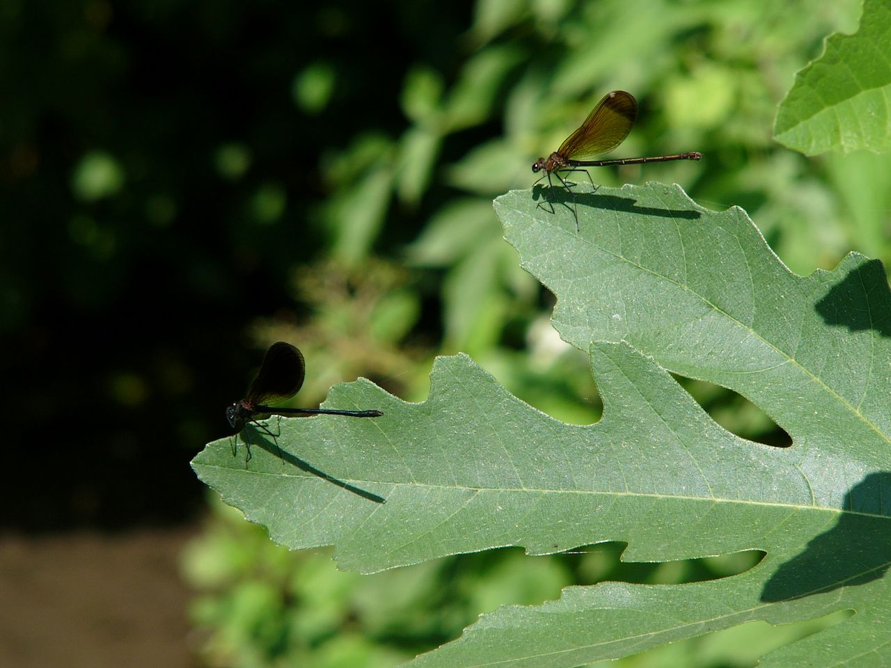 Calopteryx haemorrhoidalis (?)